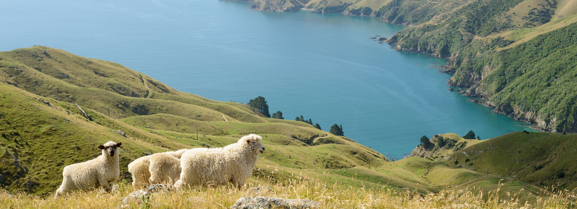 Marlborough Sounds ASH GettyImages 5346427010